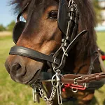 Cedrowy Dworek 4*